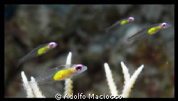 Redeye Gobies hovering over hard corals by Adolfo Maciocco 